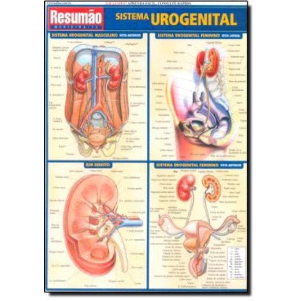 Sistema Urogenital