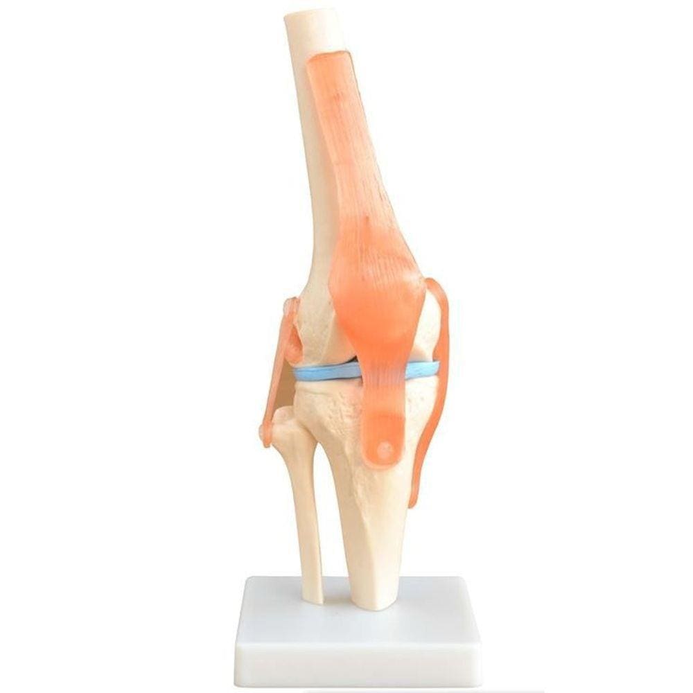 Articulação do Joelho e Ligamentos de 33 cm de Altura