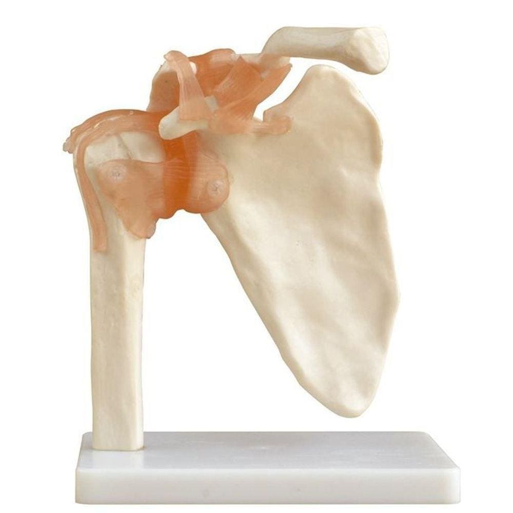 Articulação do Ombro e Ligamentos c/ 26 cm de altura