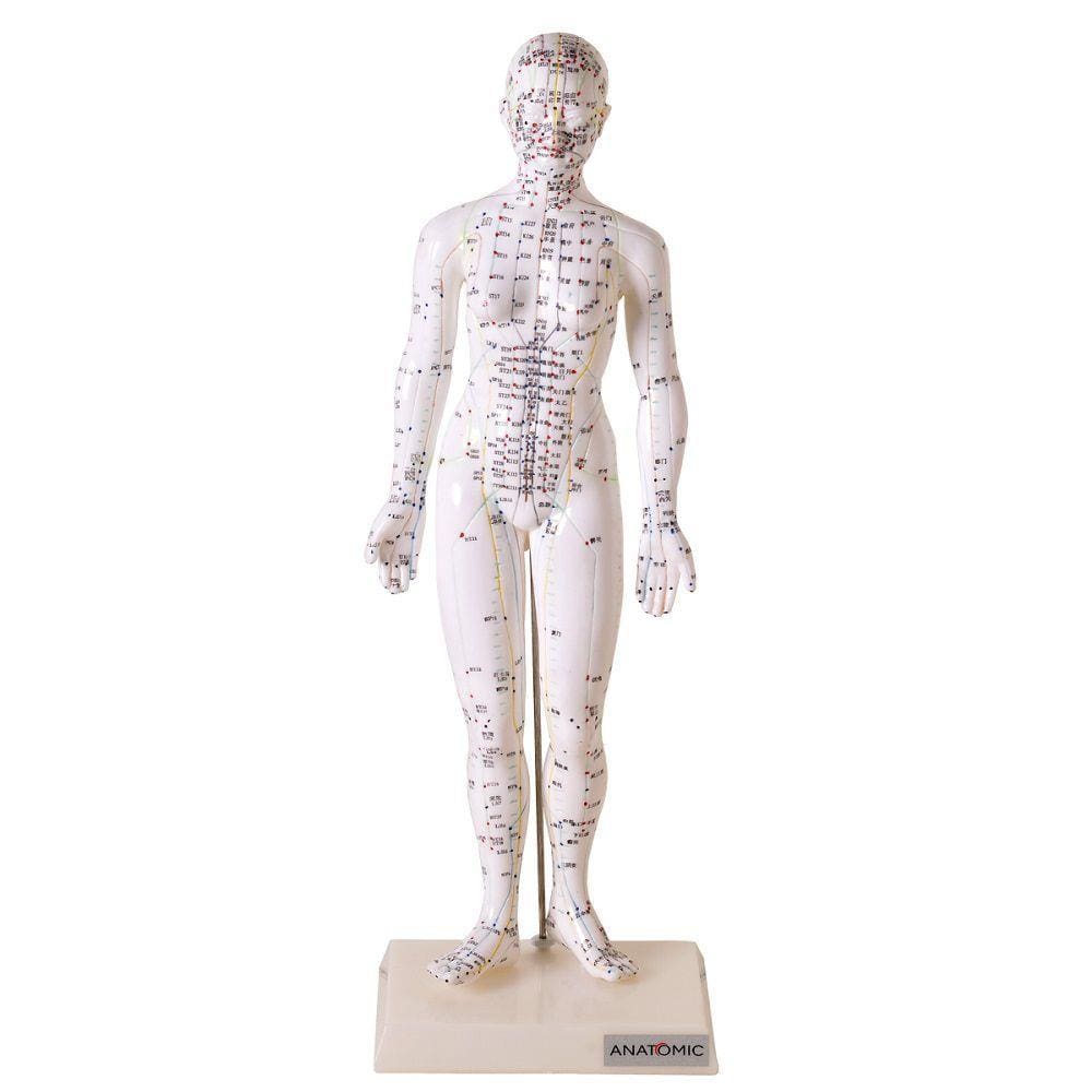 Acupuntura Modelo Feminino 50 Cm Emborrachado