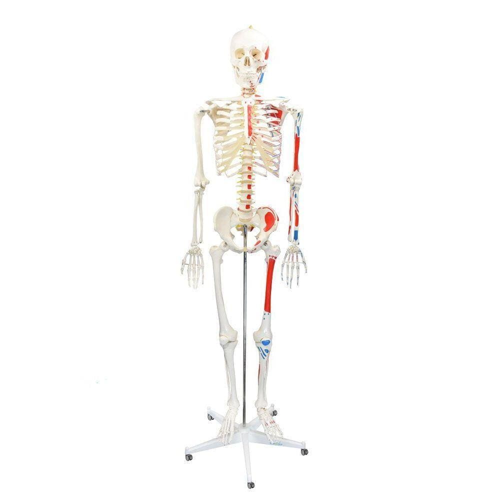 Esqueleto Humano Padrão De 1.70 Cm