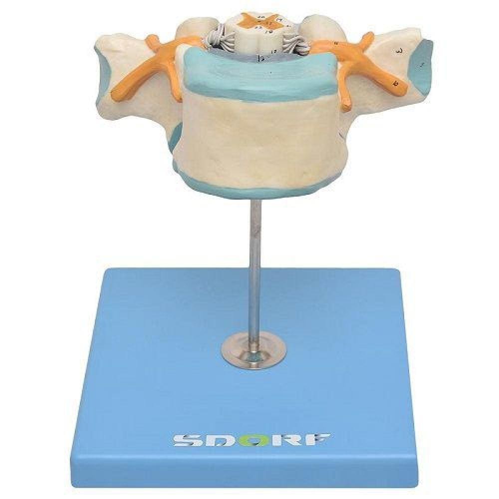 Vértebra Torácica C/ Cordão Espinhal Modelo Anatomia