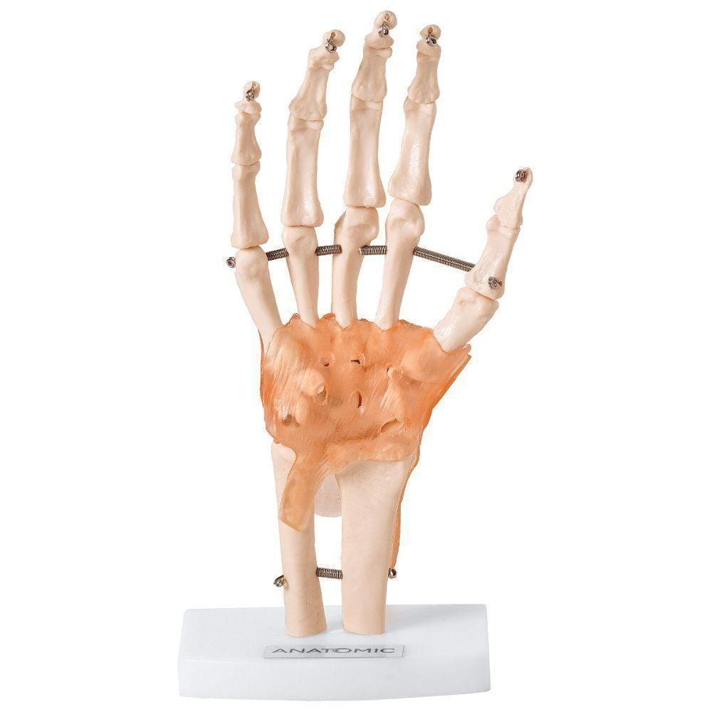 Articulação da Mão com Ligamentos Anatomic