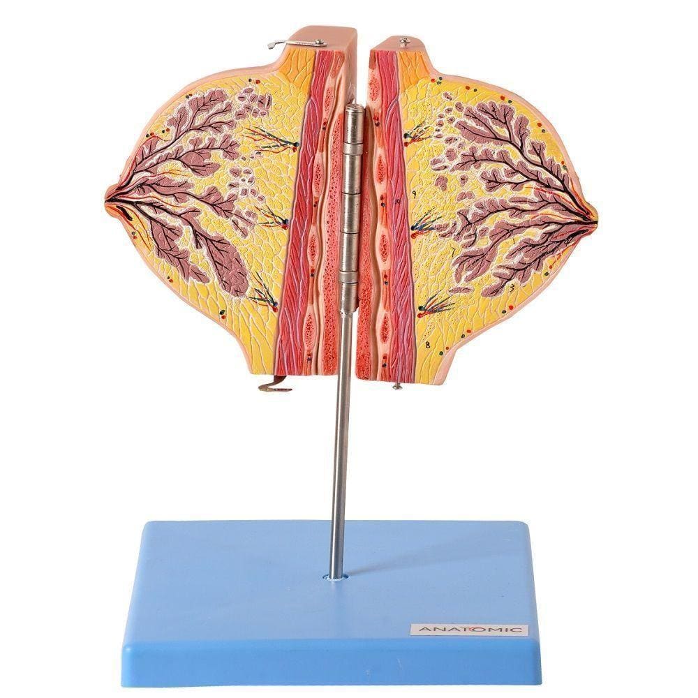 Glândula Mamária No Período De Repouso, Anatomia