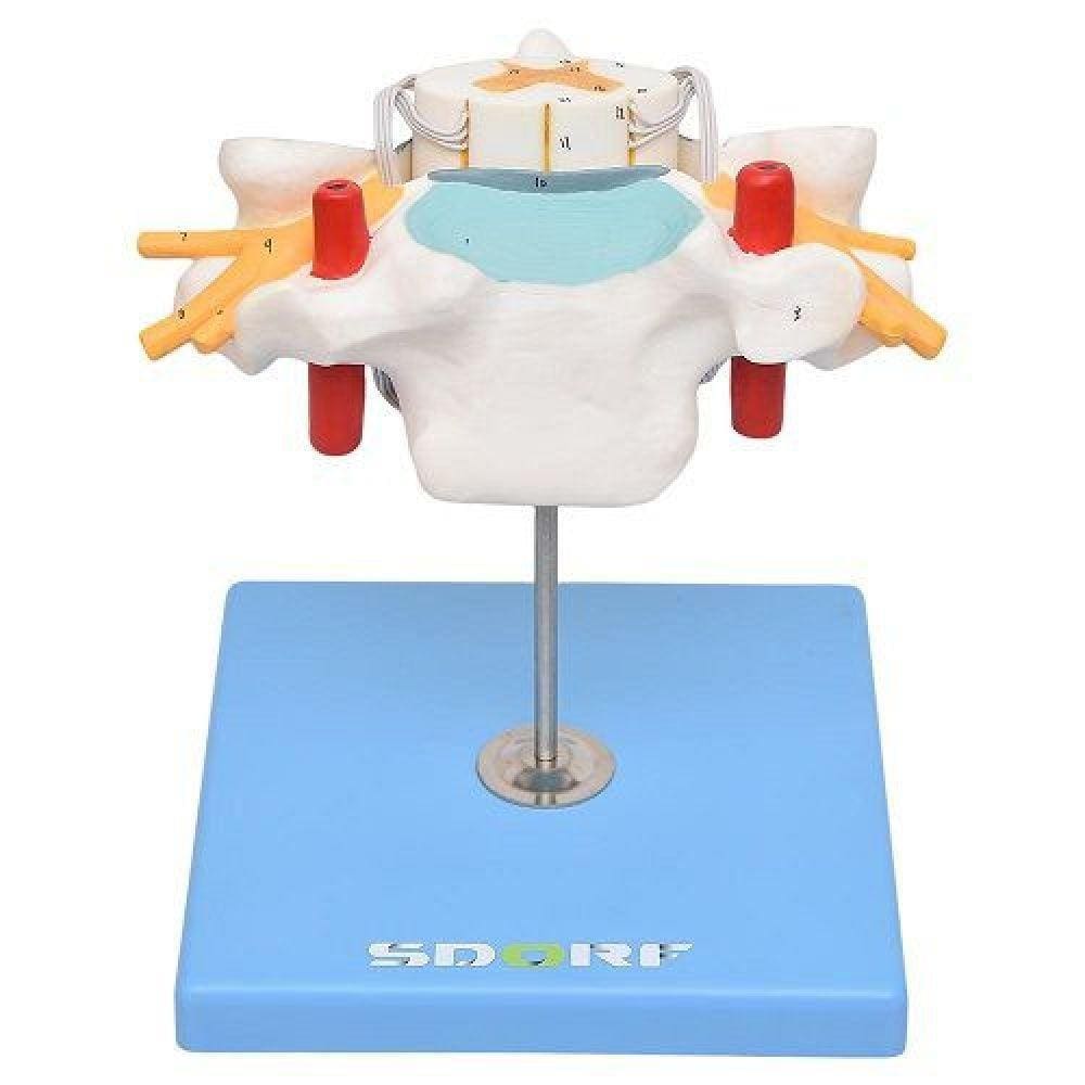 Vértebra Cervical C/cordão Espinhal Modelo Anatomia