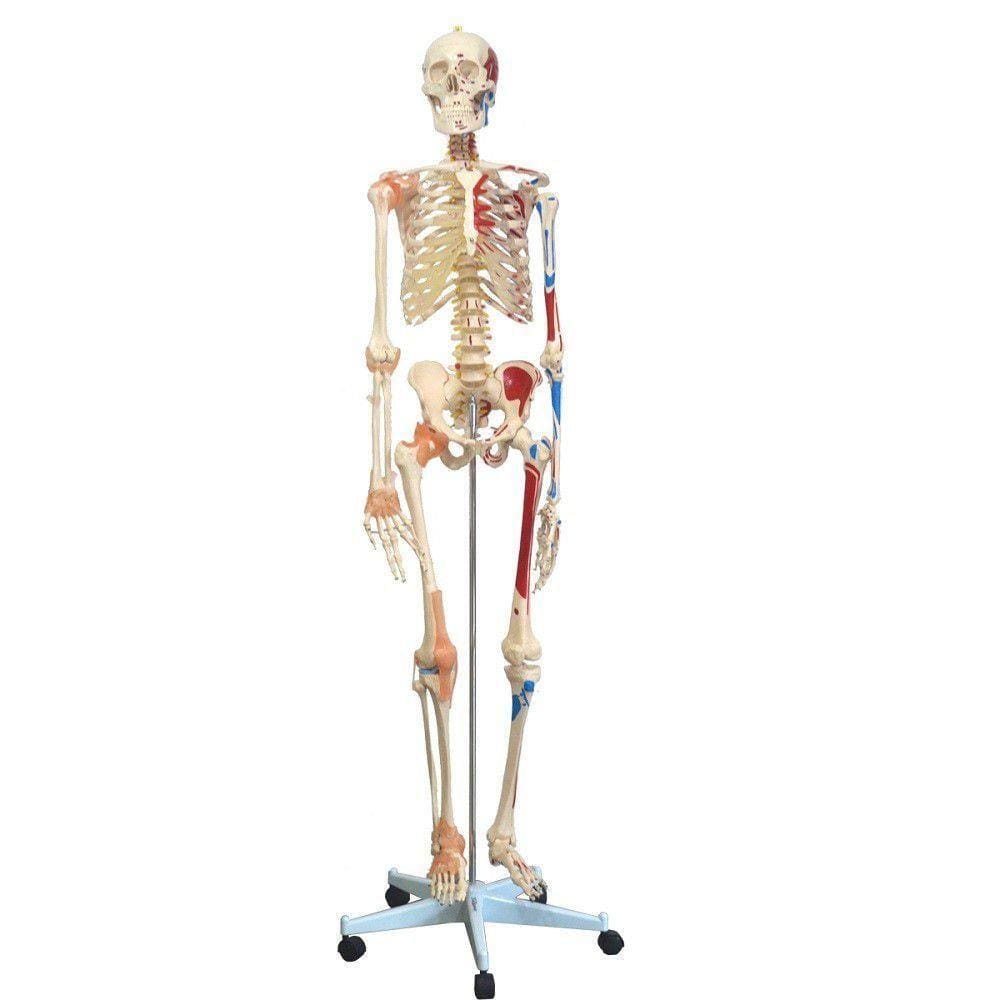 Esqueleto Humano 1,68 Cm Ligamentos,articulados E Muscular