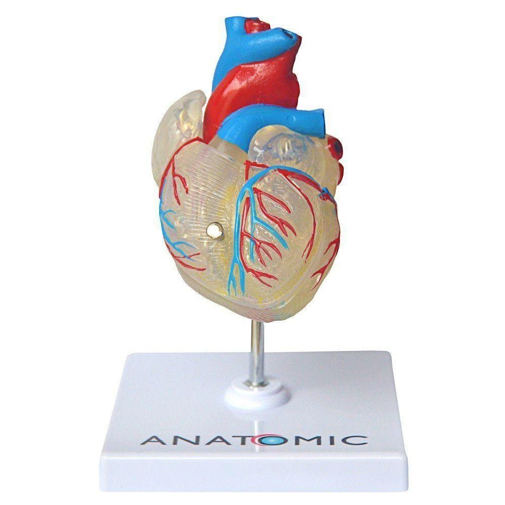 Coração Humano Transparente Em 2 Pts Anatomia