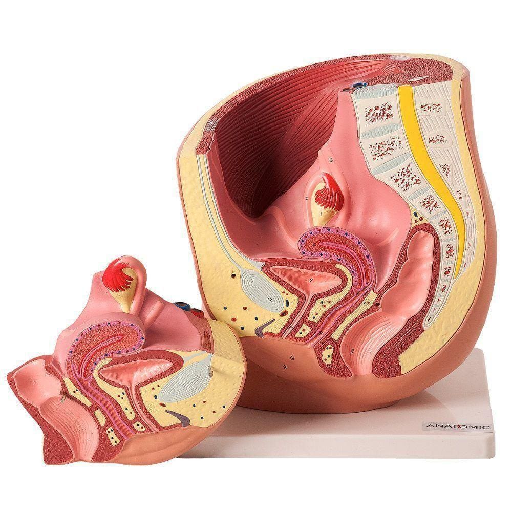 Pelve Feminina 2 Partes Modelo Anatomia