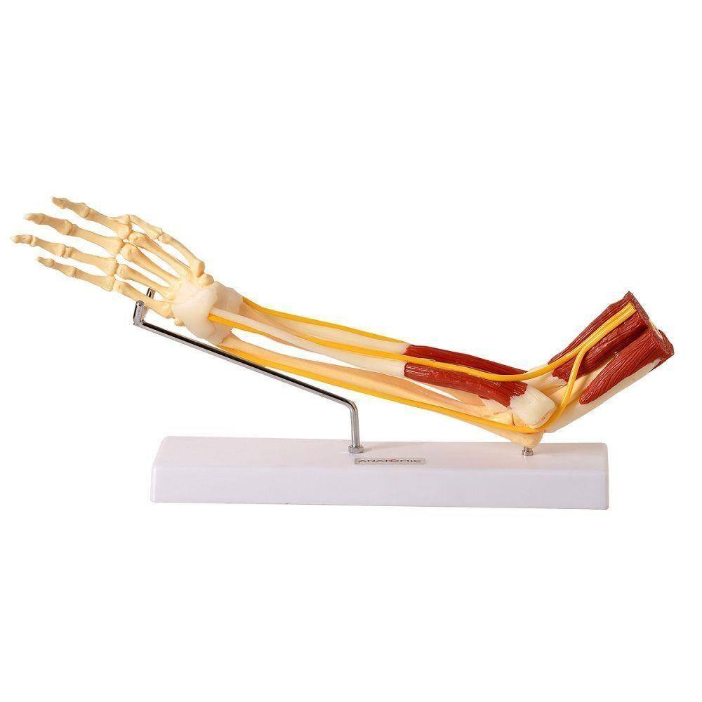 Braço com Ossos Músculos Ligamentos e Nervos Anatomic