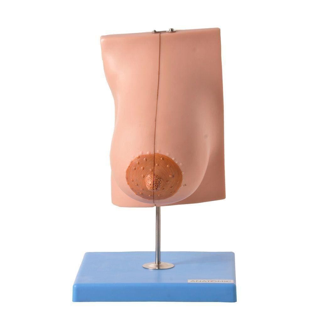 Glândula Mamária em Lactação Anatomia Mama Anatomic