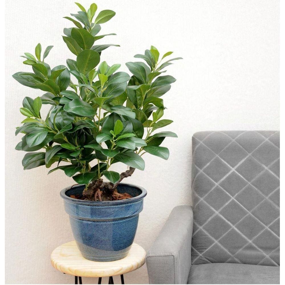 Árvore Clusia Permanente x175 78cm com pote REAL TOQUE