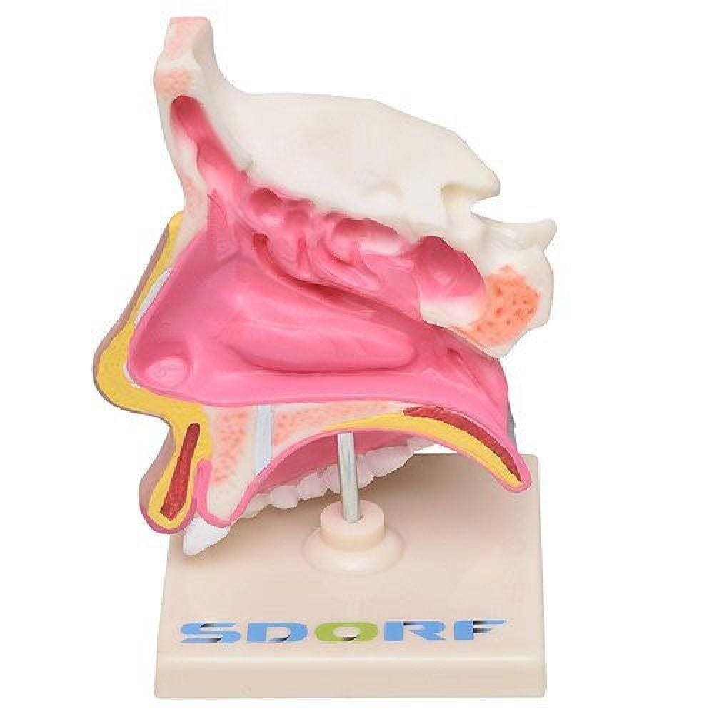 Cavidade Nasal, Anatomia Nasal