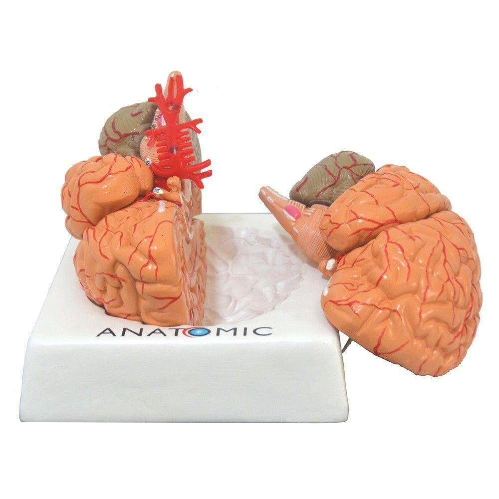 Cérebro Humano com Artérias em 9 Partes