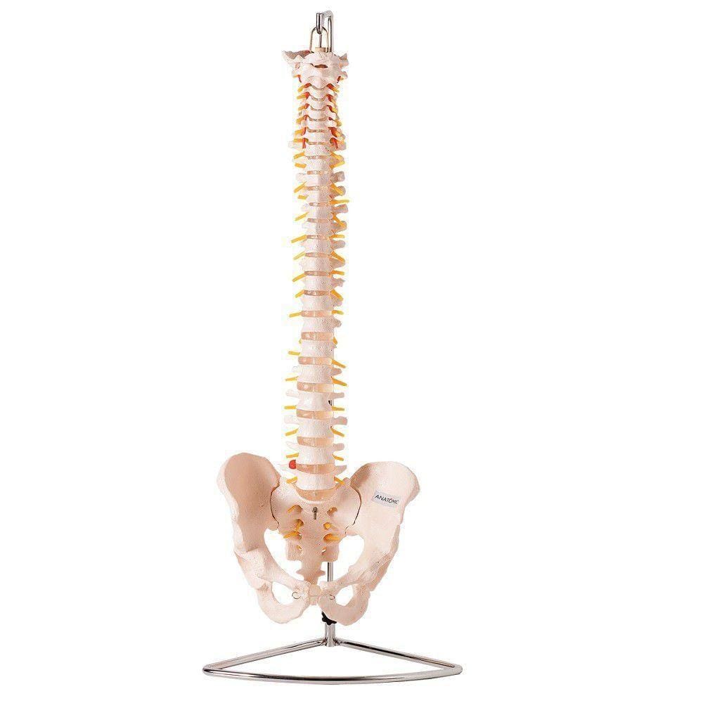 Coluna Vertebral Flexível Esqueleto Tamanho Natural