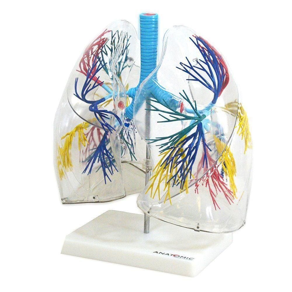 Pulmão Humano Transparente Anatomia