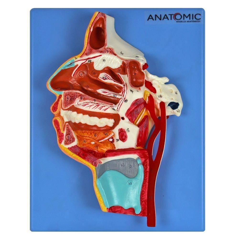 Boca Nariz Faringe e Laringe com Vasos e Nervos