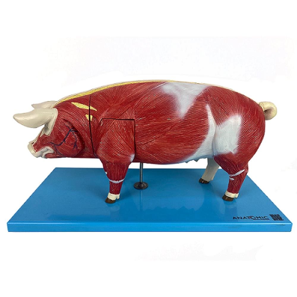 Anatomia do Porco