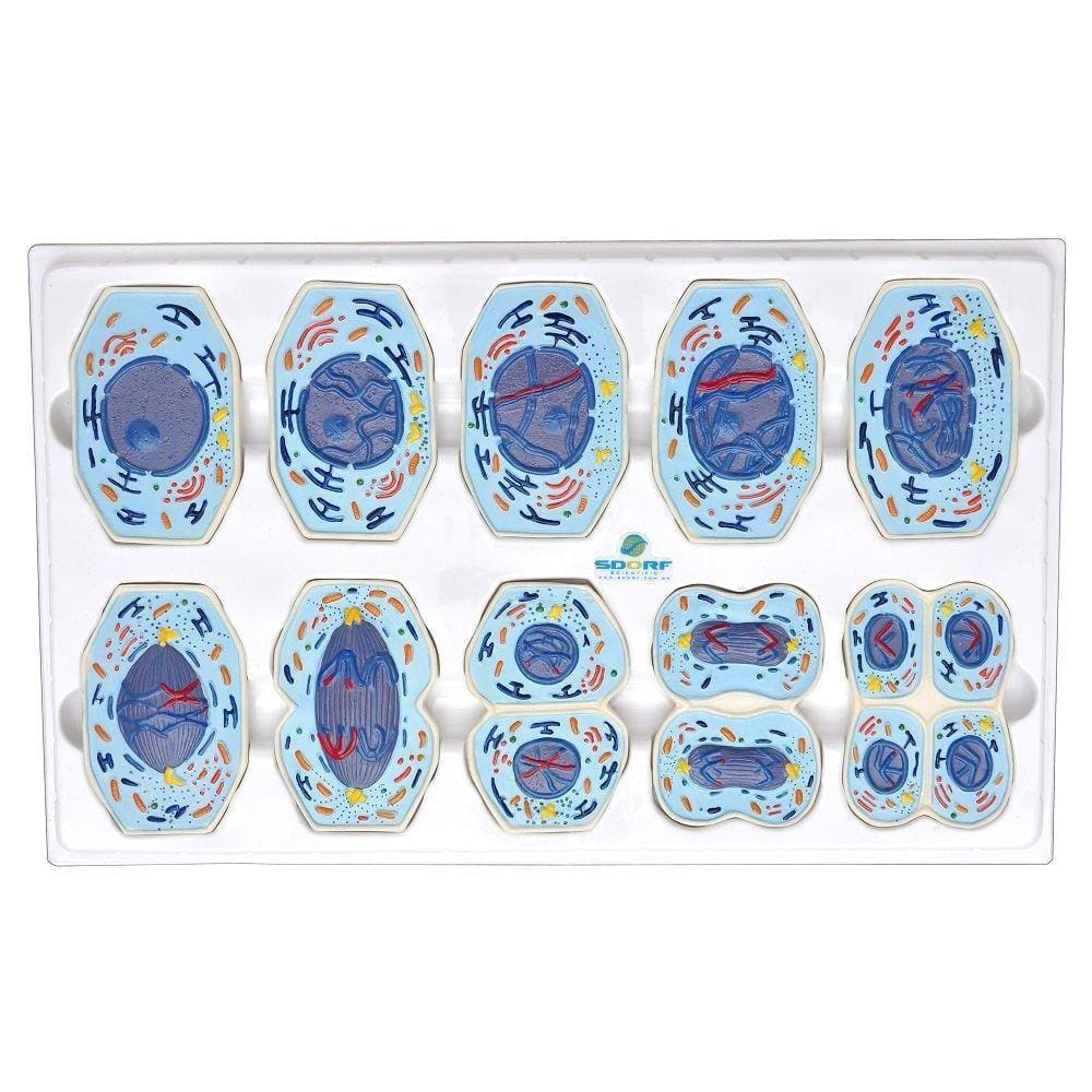 Meiose em 10 Fases Anatomia Sdorf