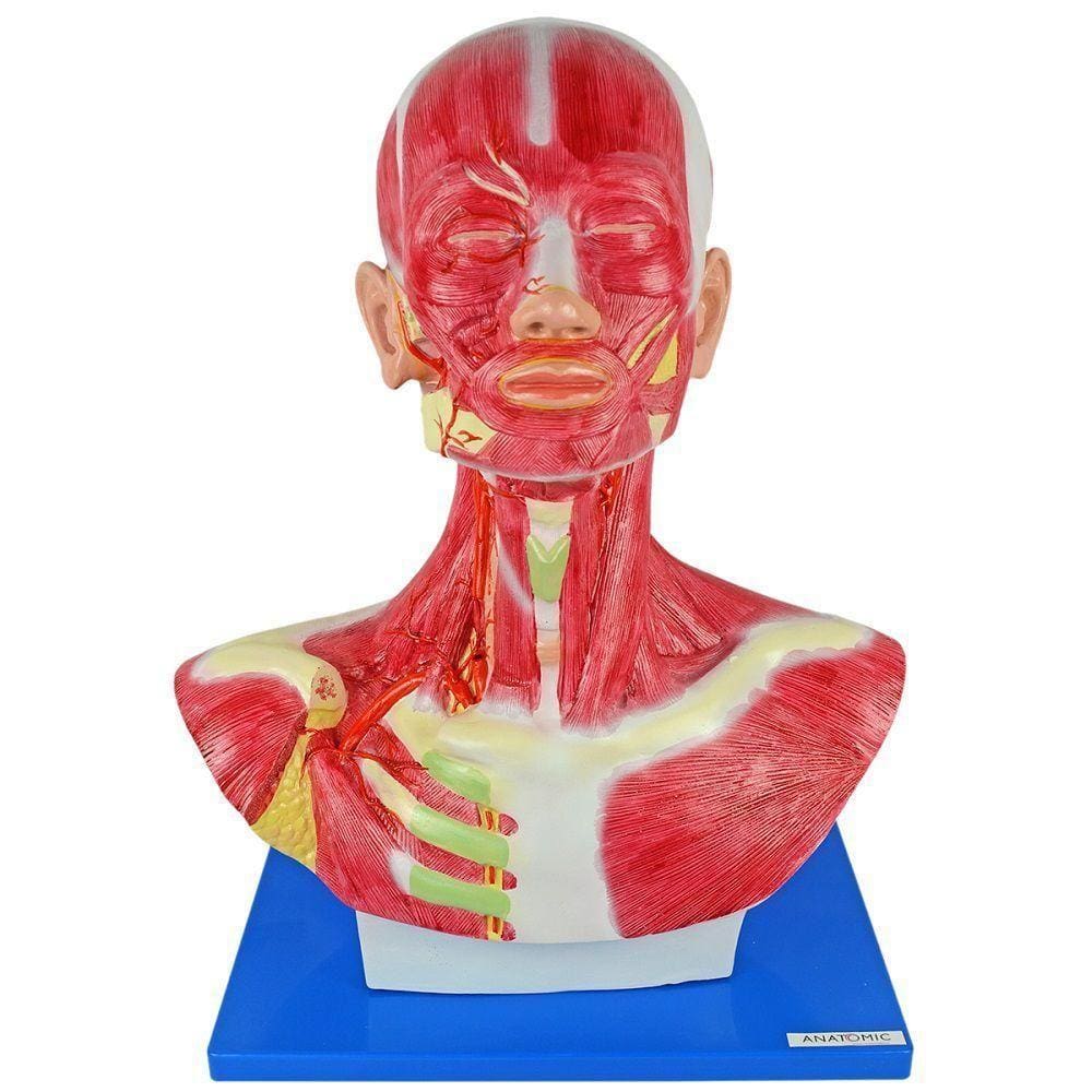 Cabeça Humana e Pescoço Musculado Anatomia