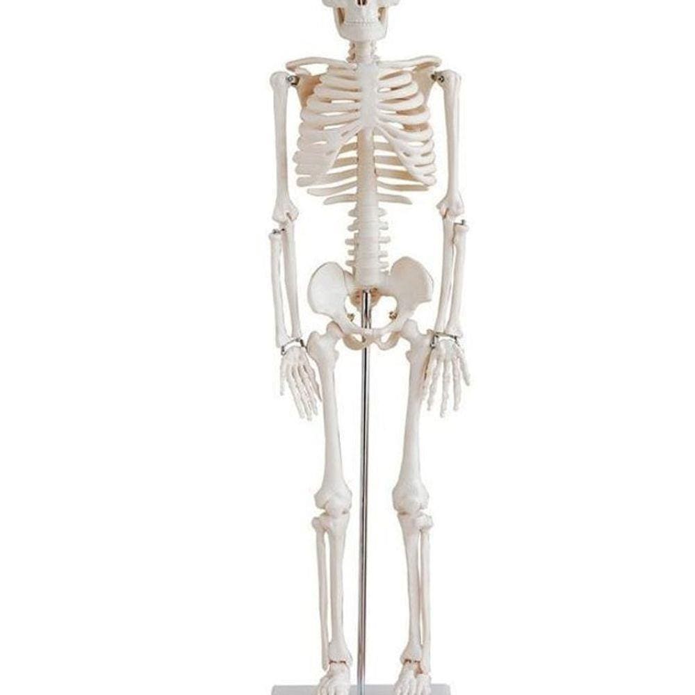 Esqueleto Humano 85 Cm