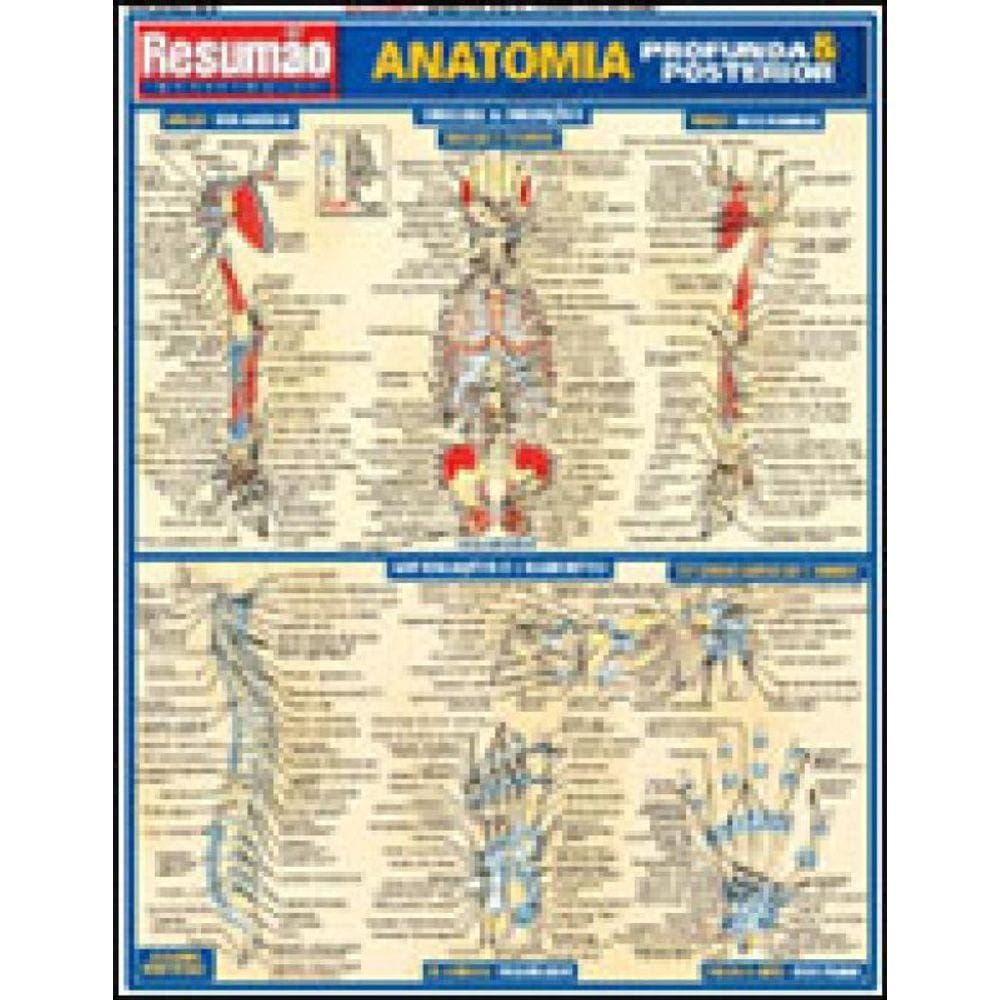 Anatomia Profunda E Posterior: Resumao