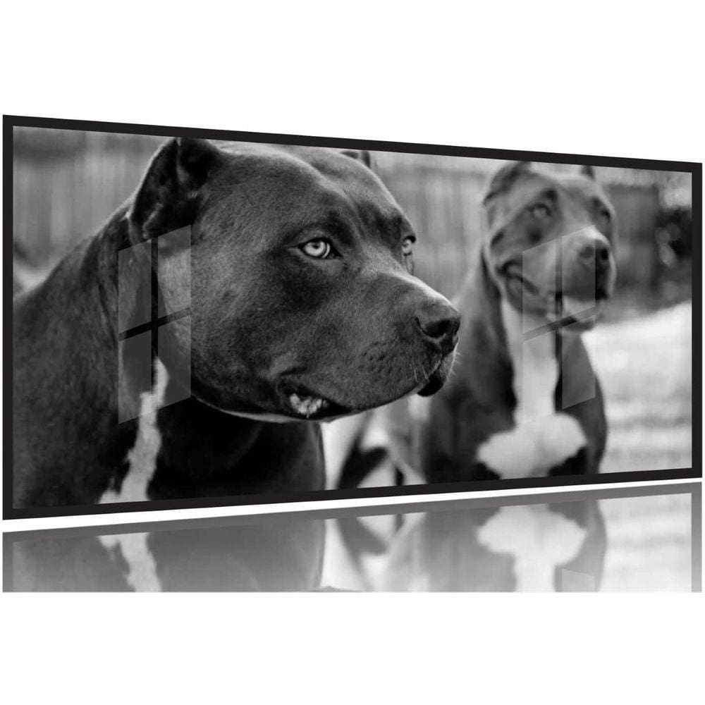 Quadros Decorativos 2 Pitbull 130x60 Moldura Preta 2x2