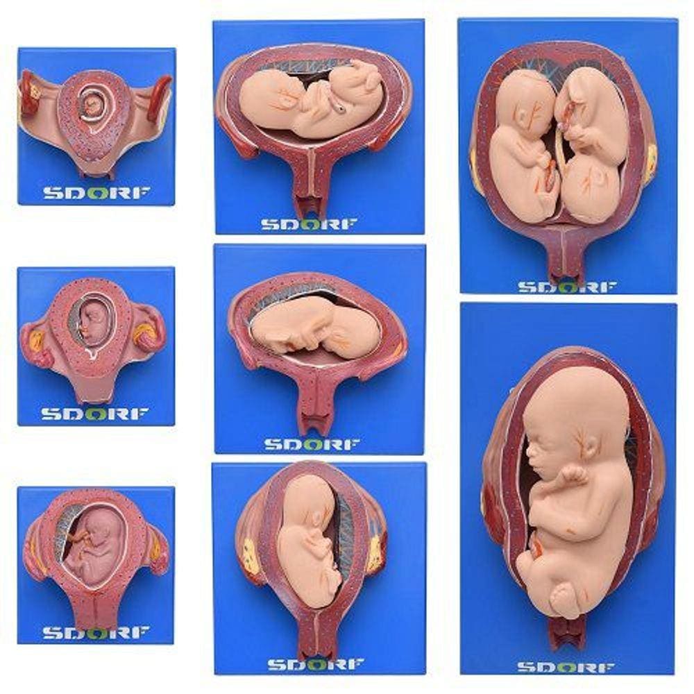 Desenvolvimento Embrionário em 8 Estágios Modelo Anatomia