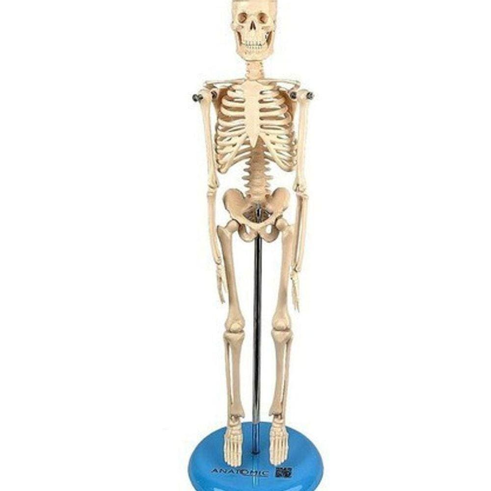 Esqueleto Humano 45 Cm Altura Articulado, Anatomia