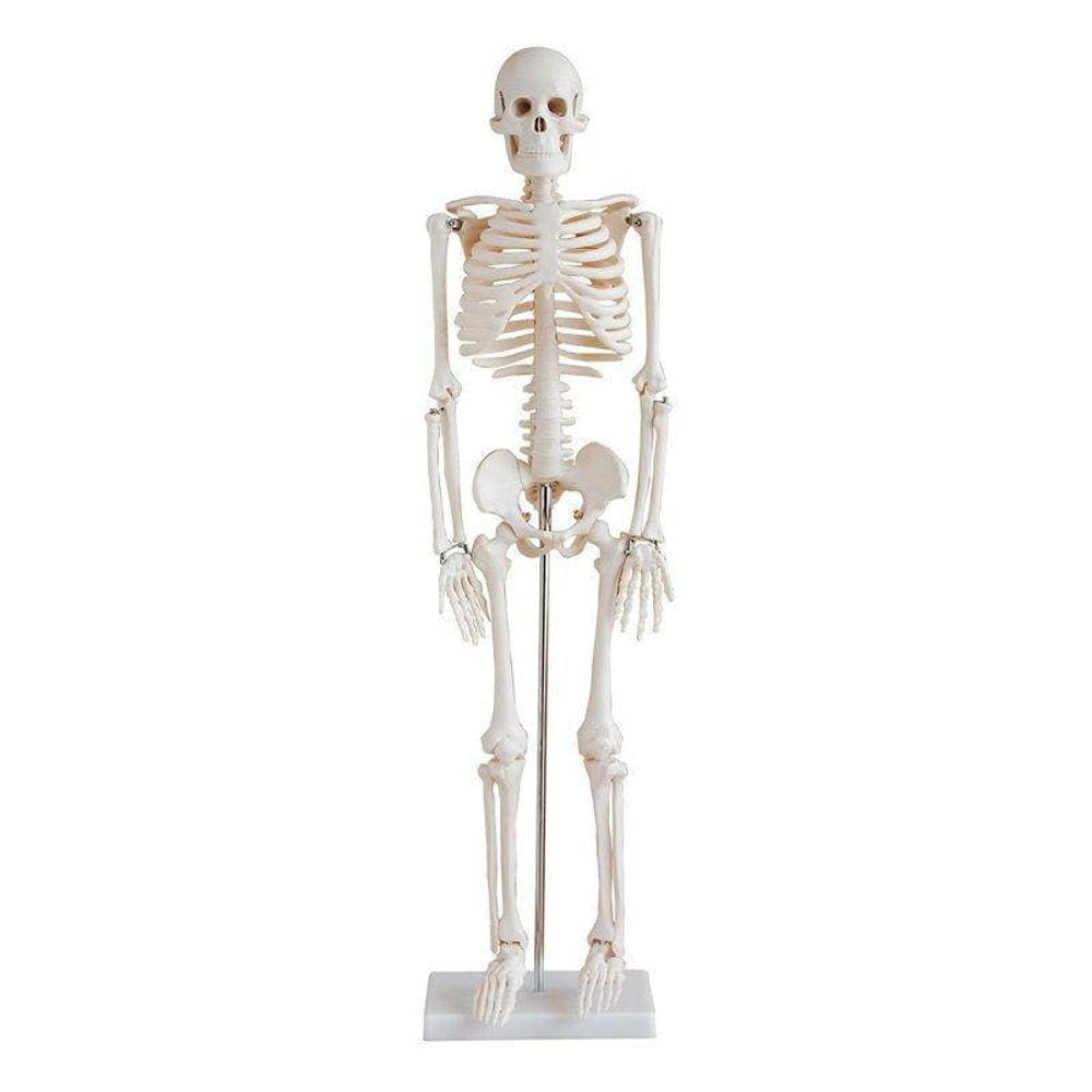 Esqueleto Humano Padrão Articulado 85Cm De Altura
