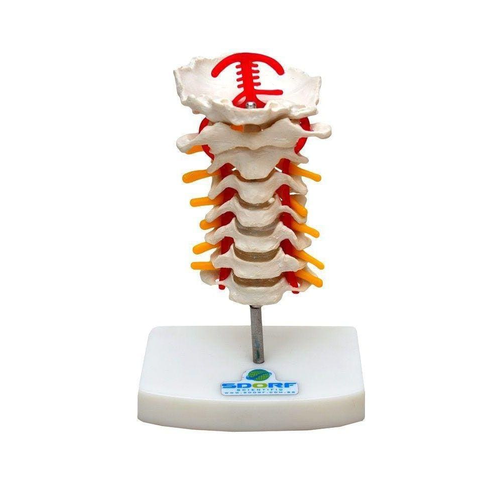 Coluna Cervical Esqueleto