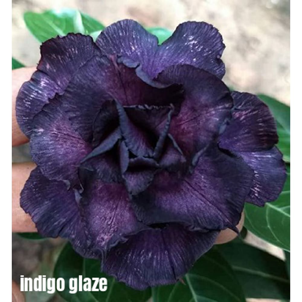 Rosa do enxertada indigo Glaze