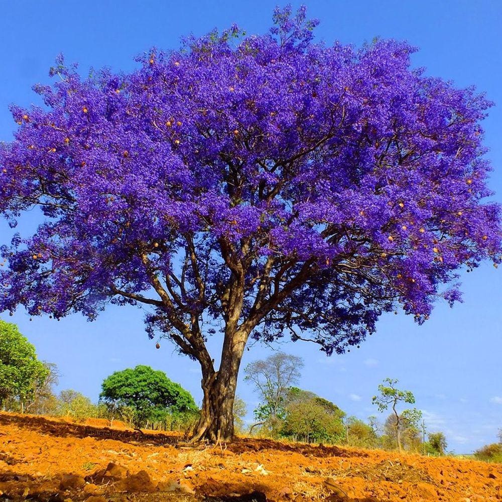 Muda Árvore Nativa Jacarandá-mimoso 90cm