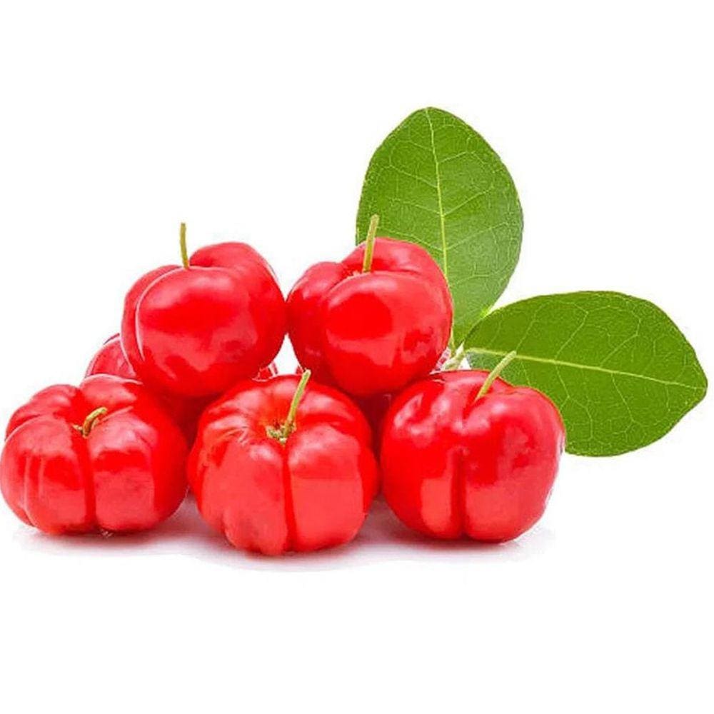 Muda Acerola 90cm