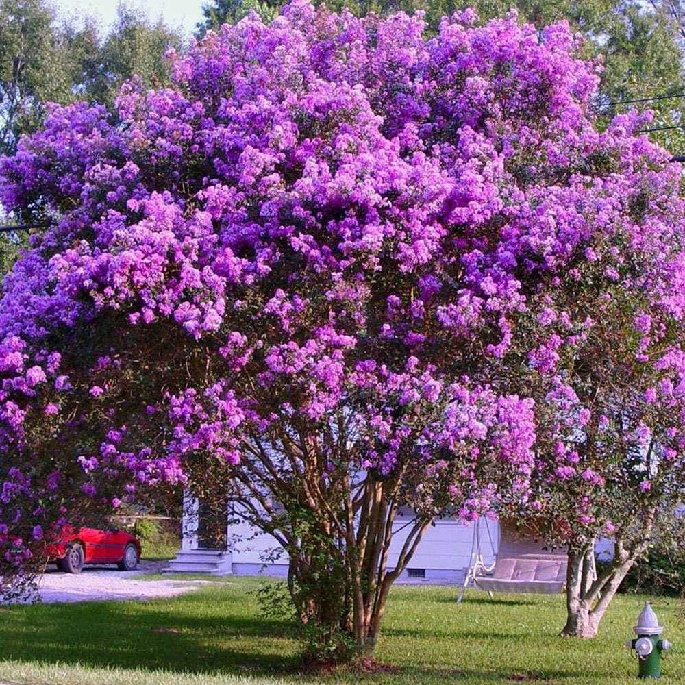 Muda Árvore Nativa Resedá 90cm