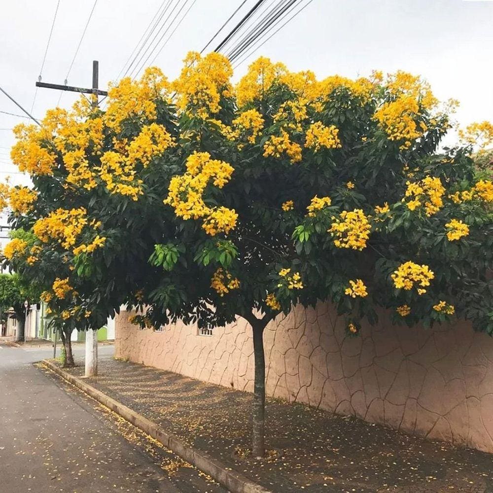 Muda Árvore Nativa Bolão de Ouro 90cm