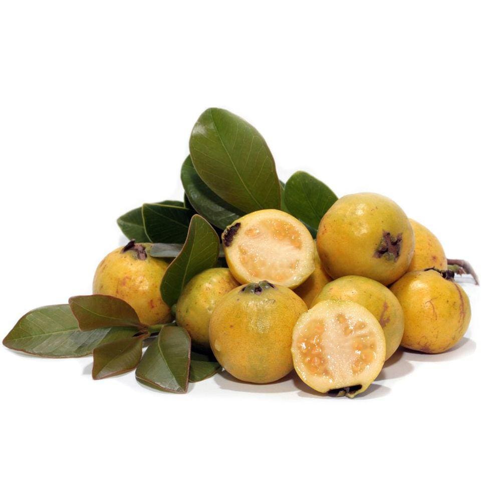 Muda Araça Amarelo 90cm