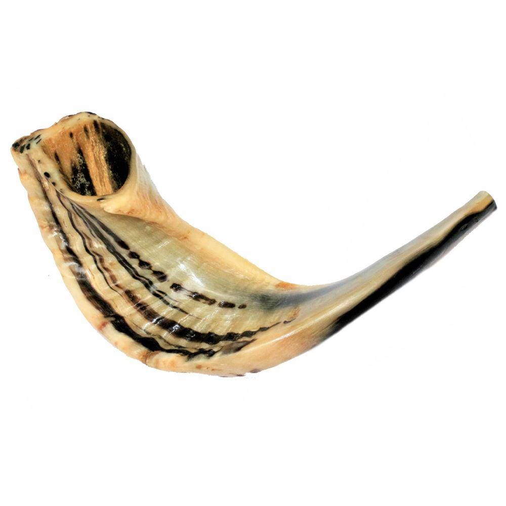 Shofar Chifre De Carneiro De Tocar - 34 A 36 Cm - De Israel