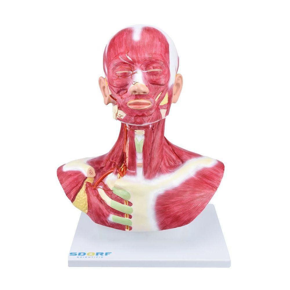 Cabeça e Pescoço com Musculatura Superficial