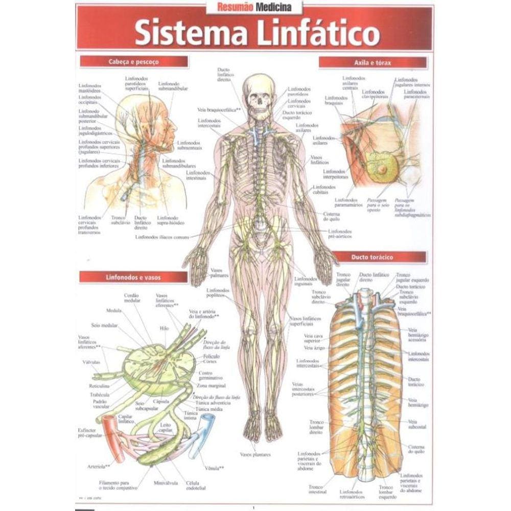 Sistema Linfatico