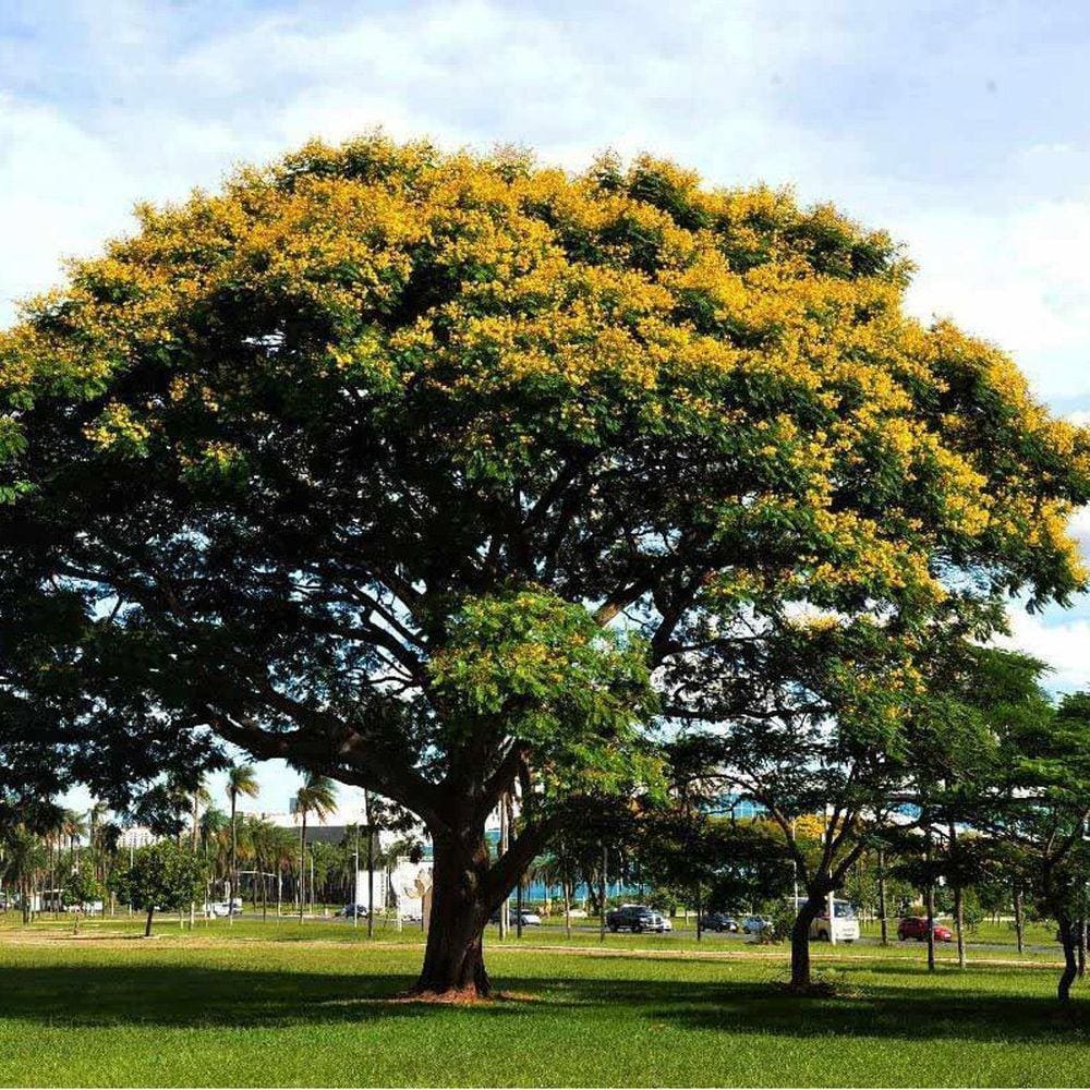 Muda Árvore Nativa Sibipiruna