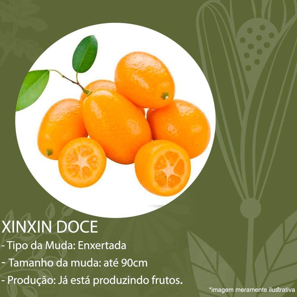 Muda Xinxin Doce | Extra