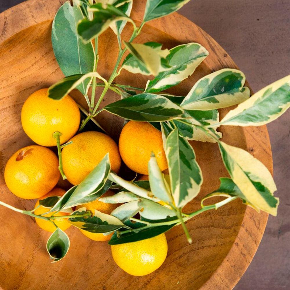 その他 PHONIXWAN DJ DAO PHOENIX WAN 2022