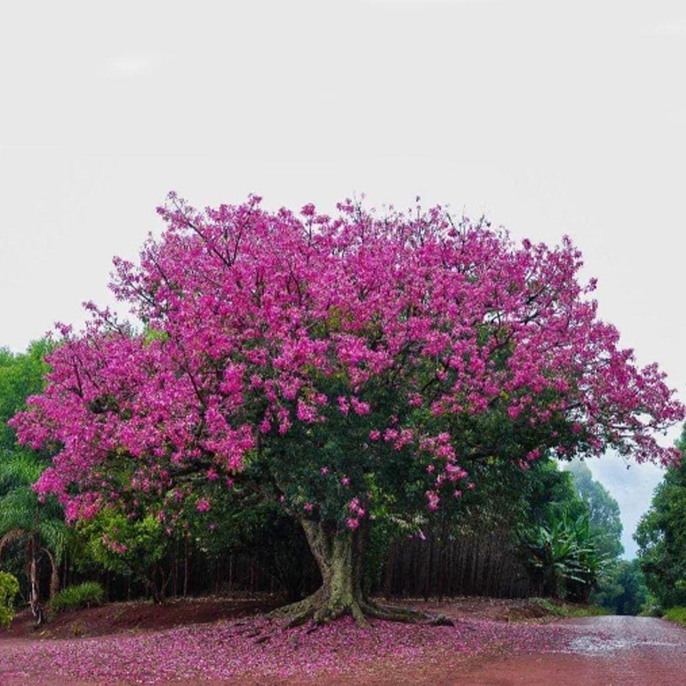 Muda Árvore Nativa Paineira Rosa