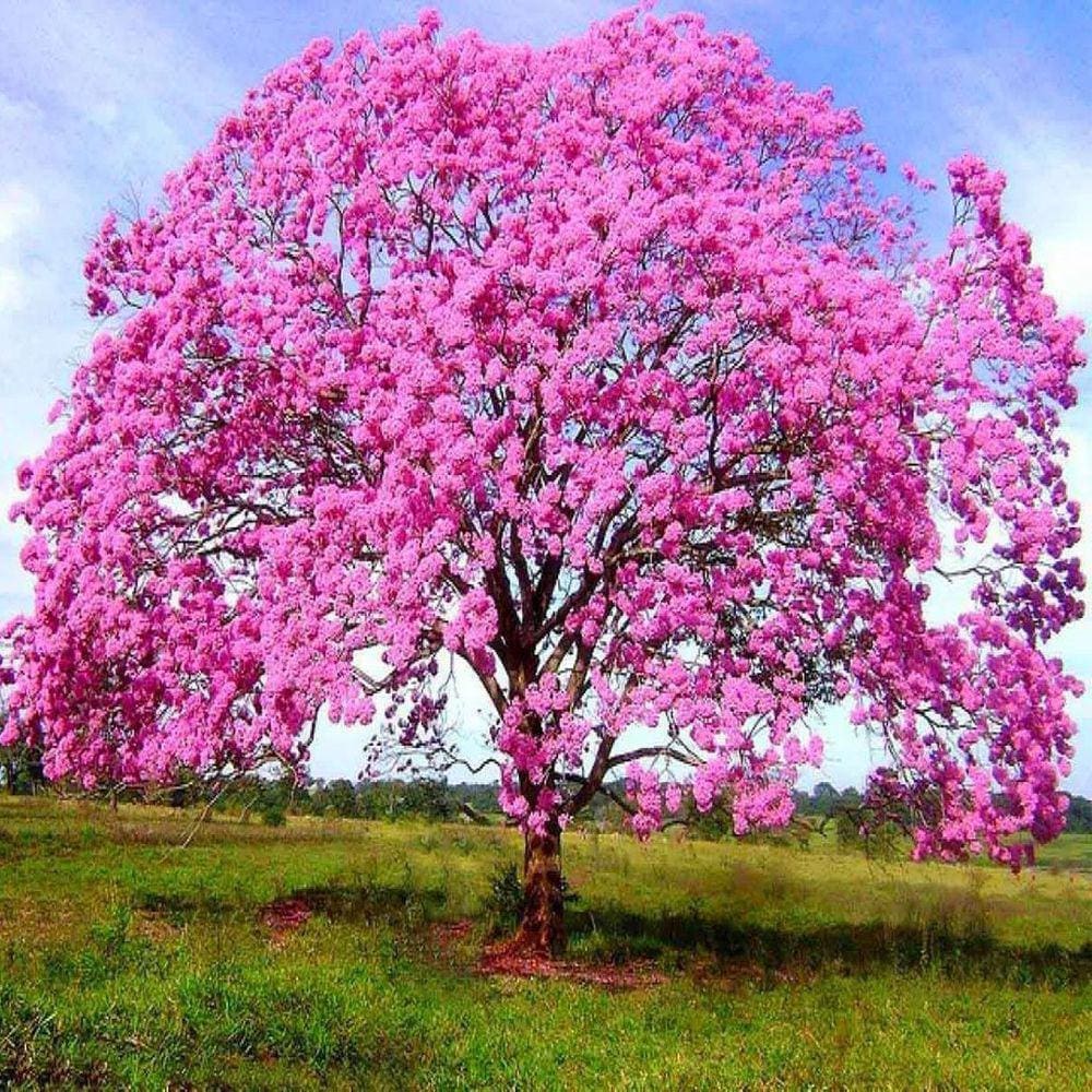 Muda Árvore Nativa Ipê Rosa