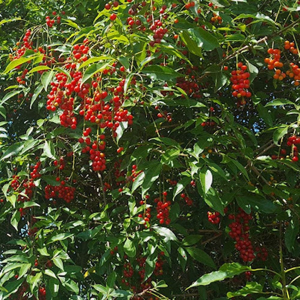 Muda Árvore Nativa Chal-chal