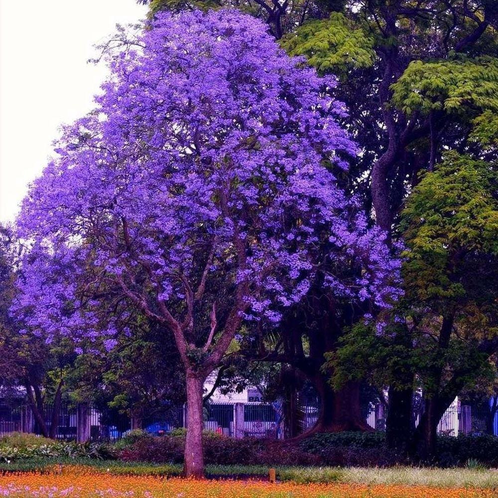 Muda Árvore Nativa Ipê Roxo