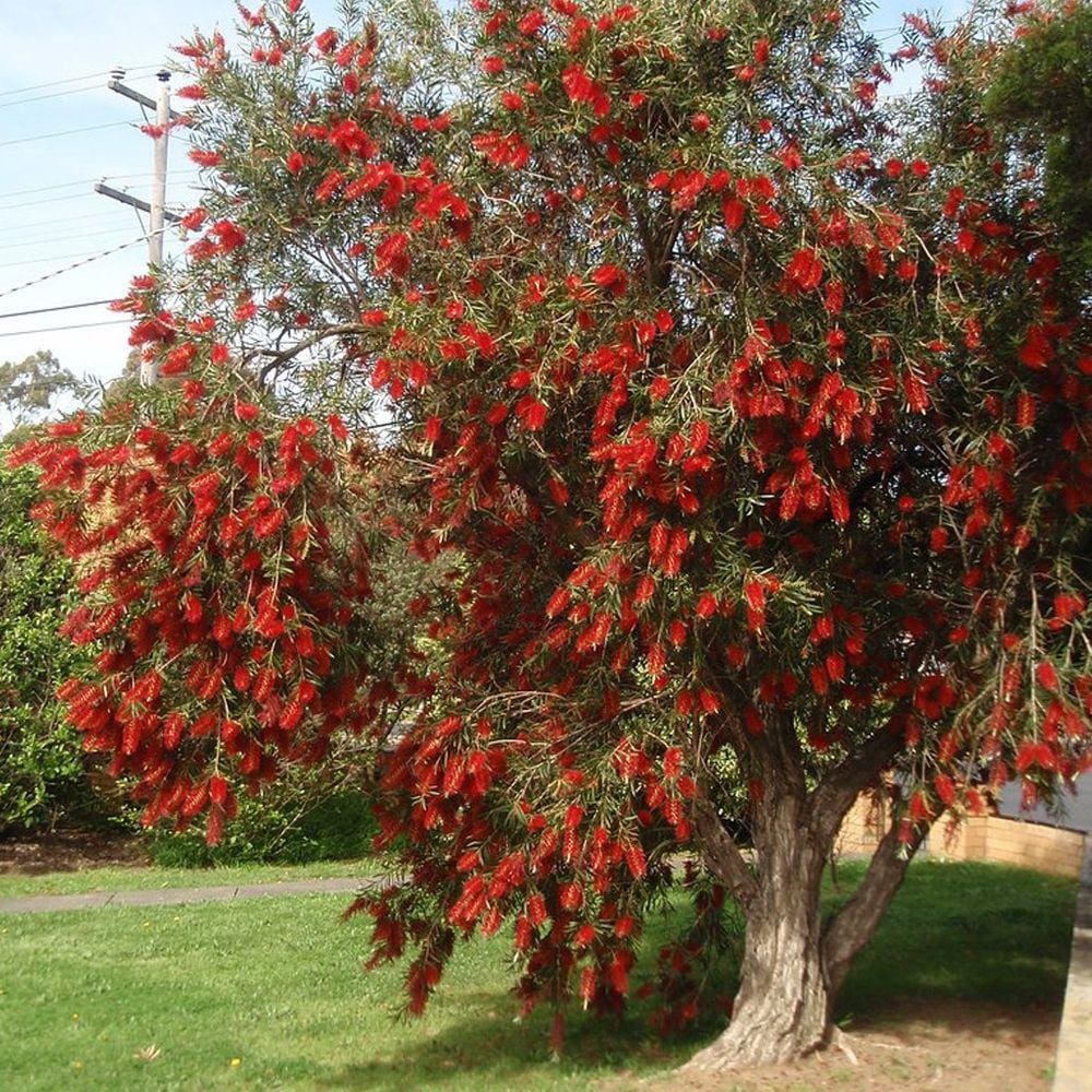 Muda Árvore Nativa Callistemon Imperial