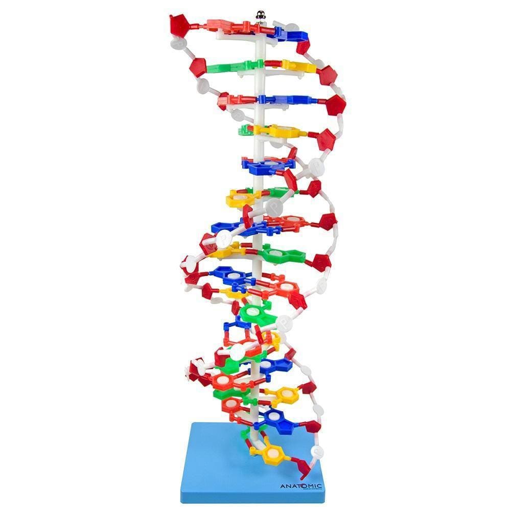 Dupla Hélice De Dna Com 60 Cm