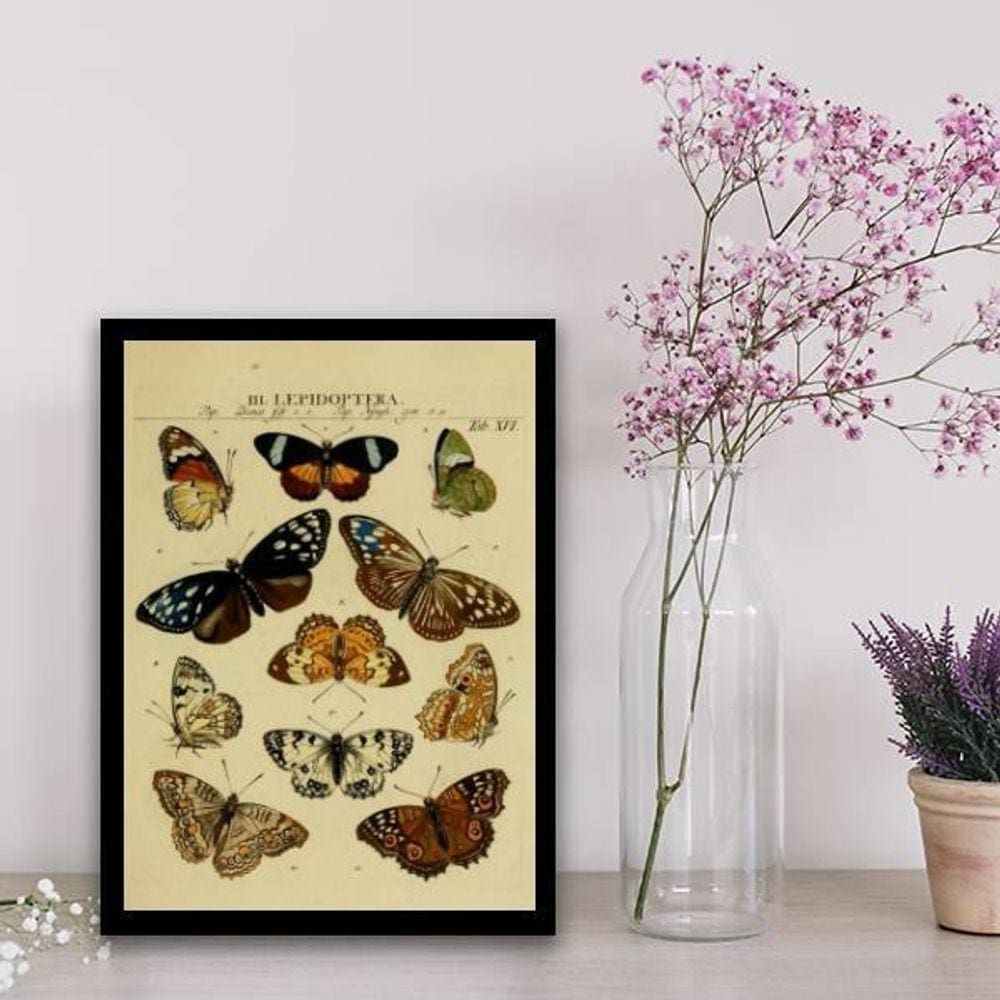 Quadro Decorativo Espécie De Borboletas 33X24Cm - Com Vidro