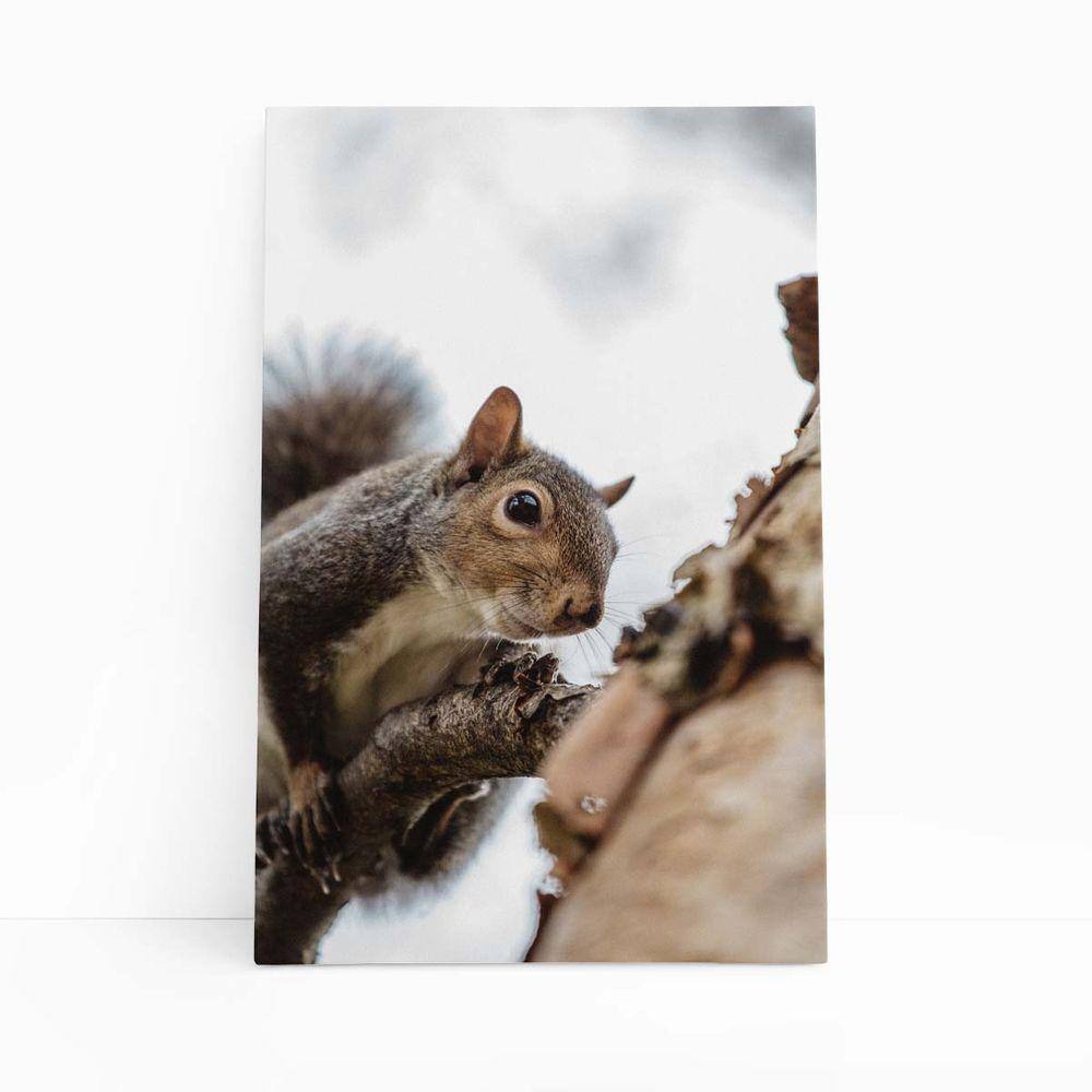 Esquilo Árvore Foto Animais Natureza Quadro Canvas 100x70cm